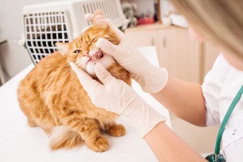 Kediler İçin Diş Temizliği İçin Eksiksiz Kılavuz