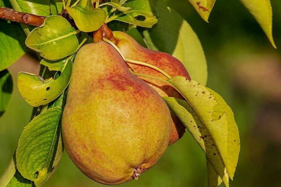 Armut Meyvesinin Faydaları: Doğanın Tatlı Hediyesi