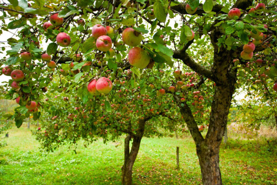 Hangi Elma Ağacını Dikmeliyim? : Bahçenize Uygun Elma Ağacı Nasıl Seçilir?