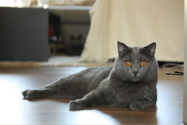 Chartreux Kedisi: Fransız Mavisi Kedilerin Gizemli Dünyası