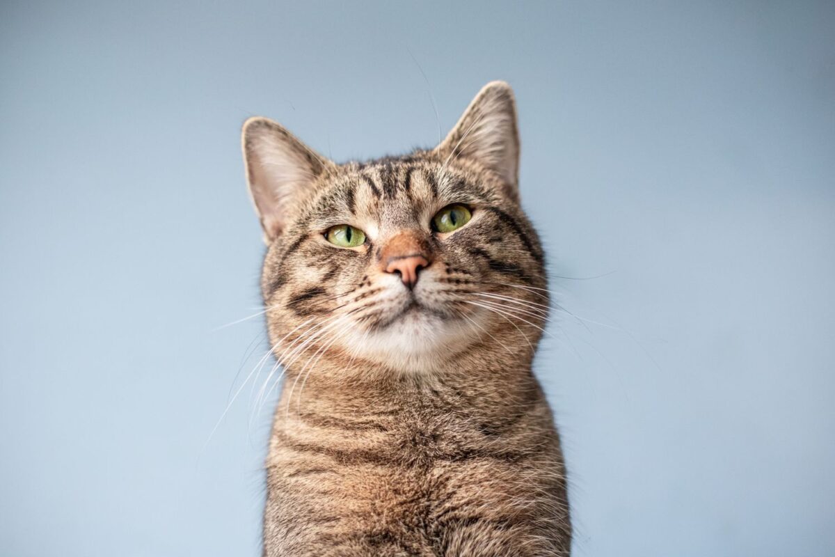 Kediler Neden Mırıldanır? 5 Farklı Sebep ve Anlamları