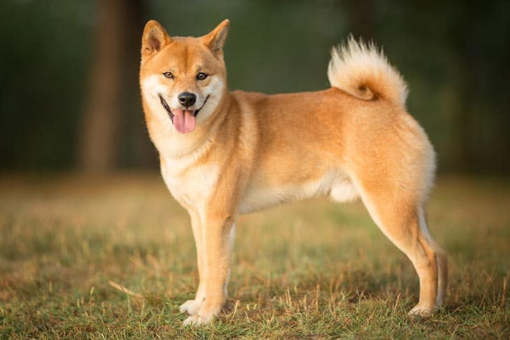 Cesur ve Bağımsız Bir Dost: Shiba Inu Köpek Irkı Hakkında Bilmeniz Gereken Her Şey