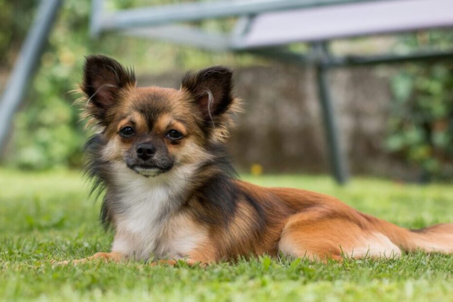 Chihuahua Irkı Köpek: Sadık, Sevimli ve Zeki Bir Ev Arkadaşı