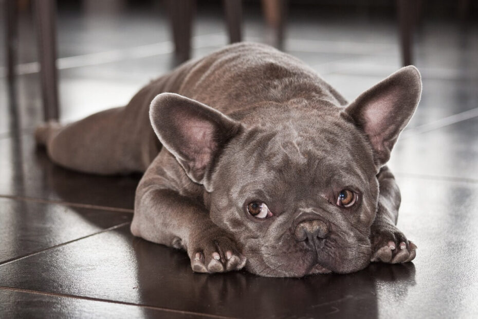 Şirin ve Sevecen Bir Dost: French Bulldog Köpek Irkı Hakkında Bilmeniz Gereken Her Şey