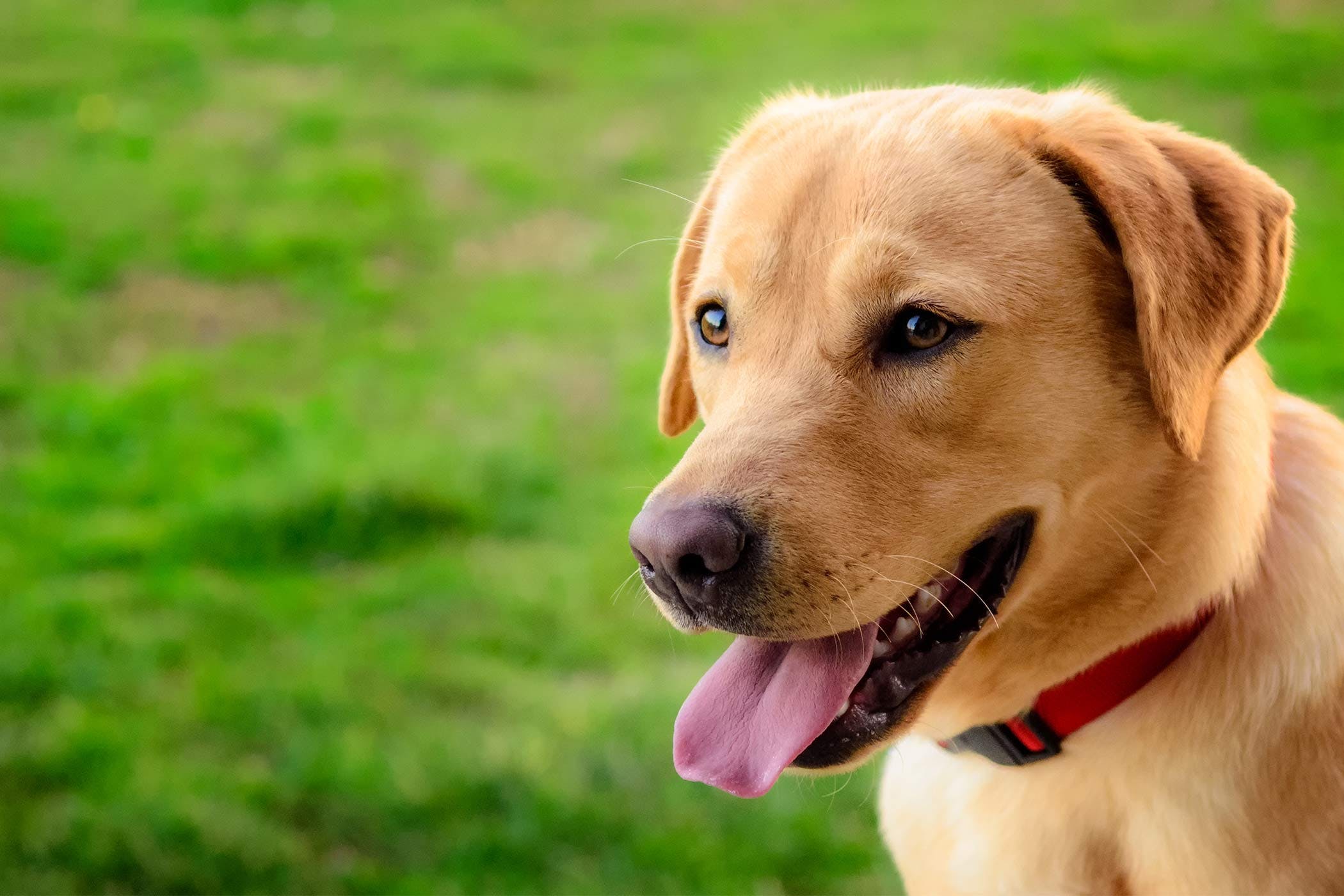 Labrador Retriever: Dünyanın En Sevilen Köpek Irkları Arasında
