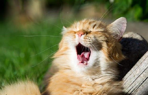 Kedim Çok Miyavlıyor Ne Yapmalıyım? Kedinizin Sesine Kulak Verin!