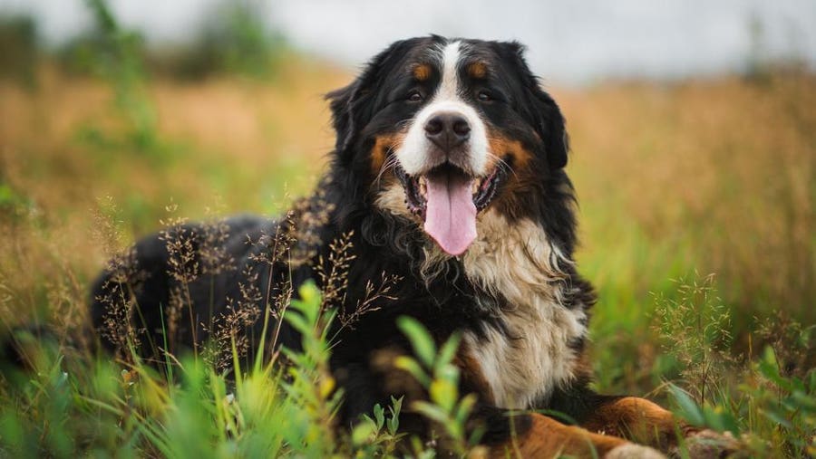 Bernese Mountain köpek ırkı, hem sevecen yapısı hem de güçlü görünümüyle tanınır.