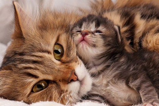 Yavru Kedinin Gözleri Ne Zaman Açılır? Gözlerini Açtığında Onu Bekleyen Dünya!