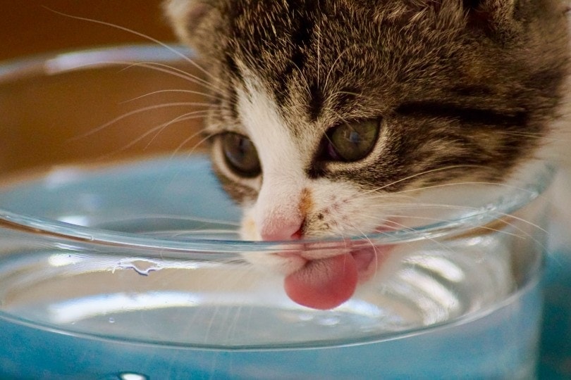 2 Haftalık Yavru Kedi Su İçer mi? Ne Yapmalıyız?