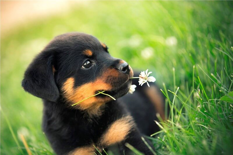 Rottweiler Köpek Irkı: Detaylı Bir İnceleme