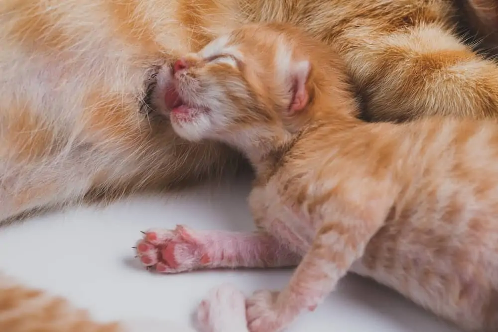 Yavru Kedi Neden Ölür? 7 Önemli Sebep ve Önlemler