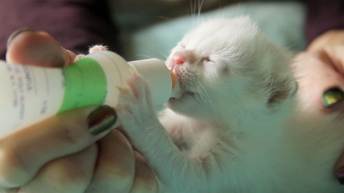 Yavru Kediler İçin Süt Tozu: İşte 5 Kritik Bilgi!