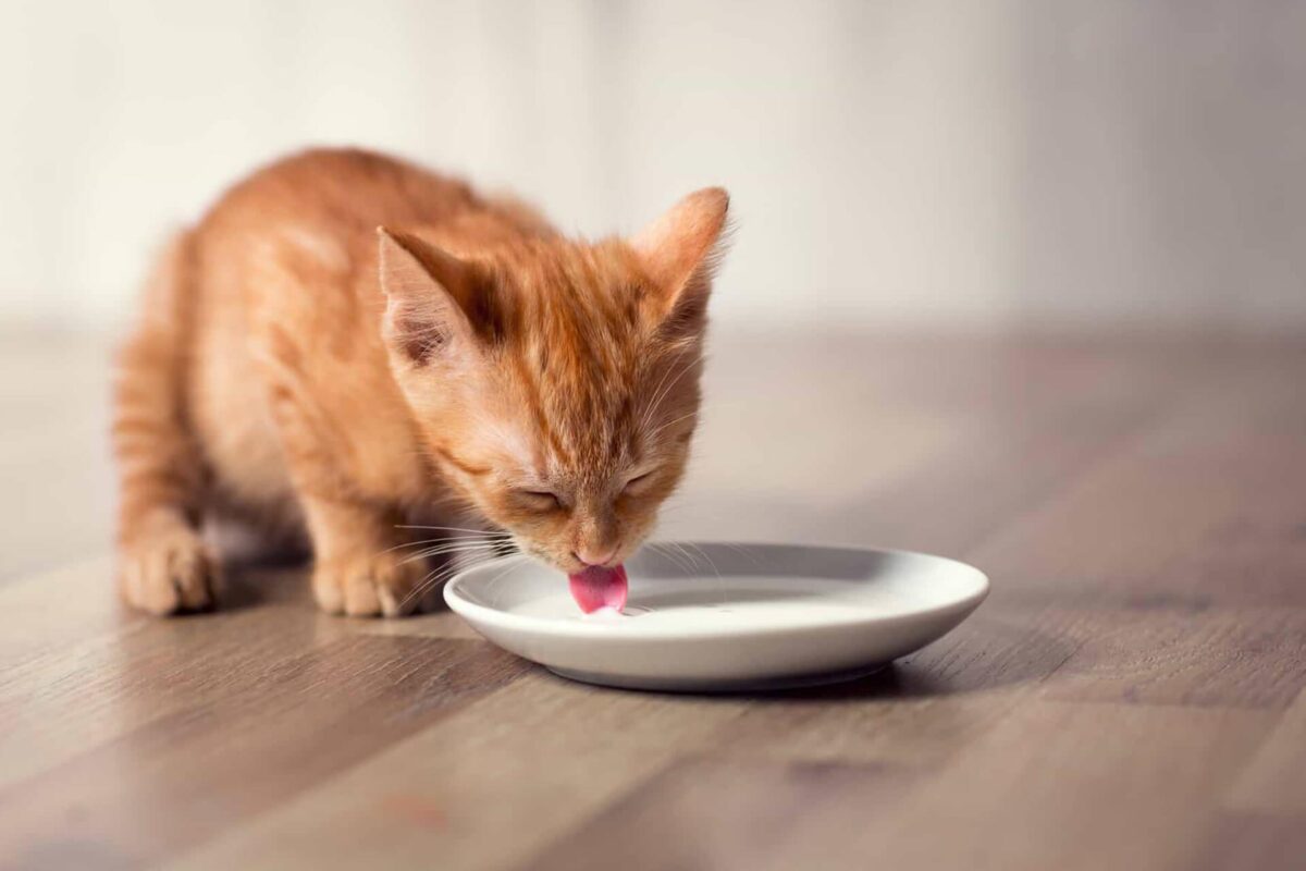 Yavru Kedi Su İçer mi? İşte 5 Önemli Bilgi!